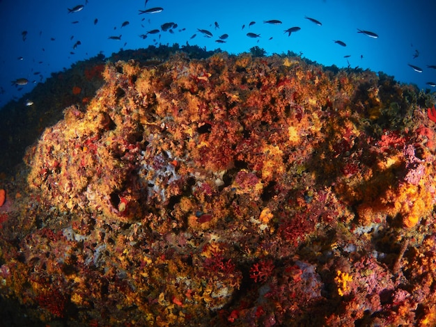 Scène méditerranéenne sous-marine