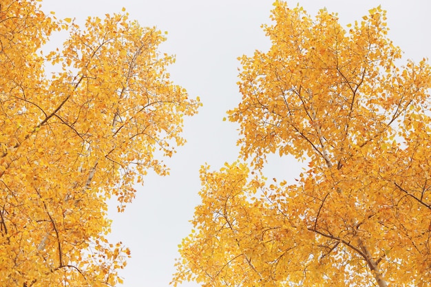 Scène de la nature des arbres jaunes automne dans le parc automnal