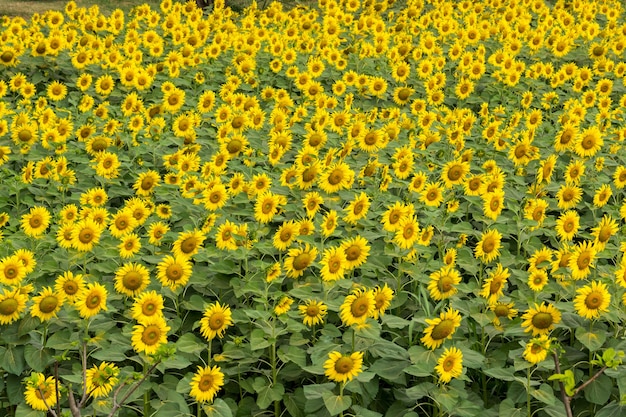 Photo scène de la nature du champ de tournesol. paysage de champ de tournesols