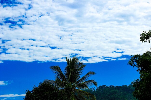 Scène de nature tranquille avec des nuages de ciel bleu et des arbres