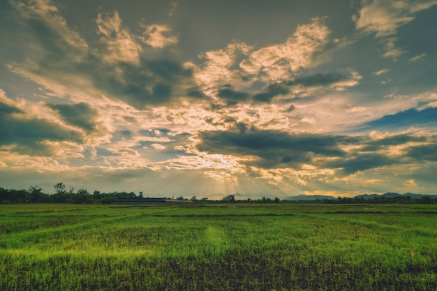 Scène Naturelle Ciel Nuages Et Champ Coucher De Soleil Agricole