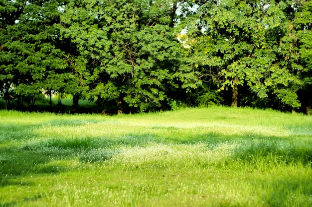 scène de parc en été avec arbre et pré vert. Ciel bleu et pré ensoleillé.