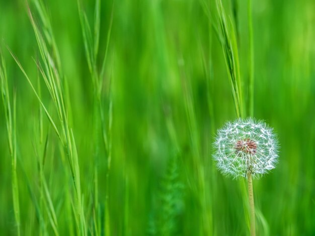 Scène avec pissenlit au printemps avec un joli fond