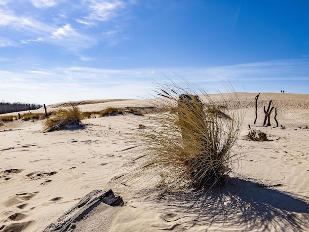 Une scène de plage avec une clôture et un poteau en bois avec le mot plage dessus Dunes de sable