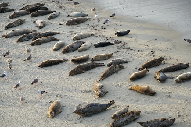 Une scène de plage avec des phoques dessus