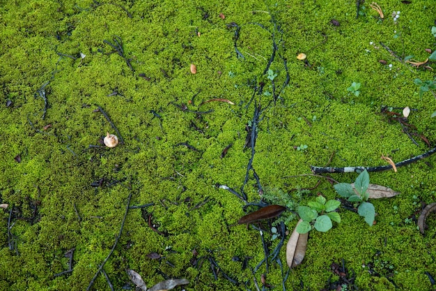 Scène de printemps avec de l'herbe verte et des gouttes de rosée