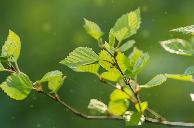 Scène de printemps nature avec branche d'arbre et feuilles vertes sur fond flou