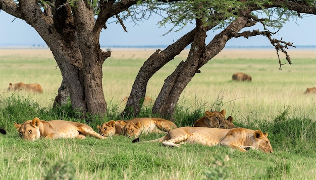 une scène puissante d'une fierté de lions africains