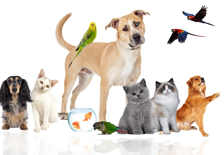 Photo une scène réconfortante de divers animaux de compagnie, y compris un chien, un chat, un furet, un lapin, un oiseau, un poisson et un rongeur posant autour d'un charmant border collie