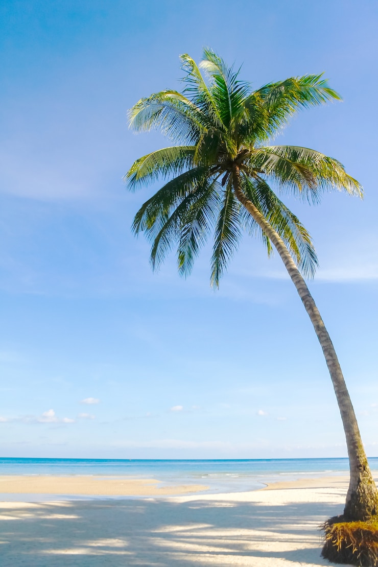 Photo scène de rêve beau palmier sur la plage de sable blanc. vue de la nature en été