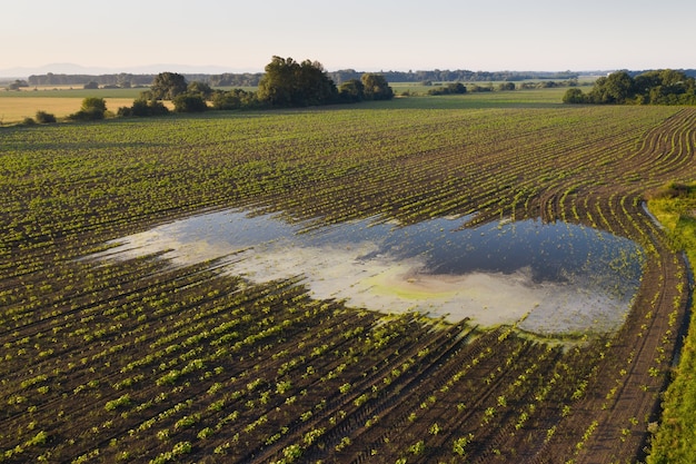 Scène rurale avec un champ inondé dans la nature estivale depuis un drone