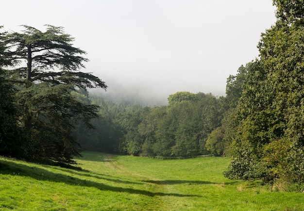 Scène rurale dans les Cotswolds avec brouillard