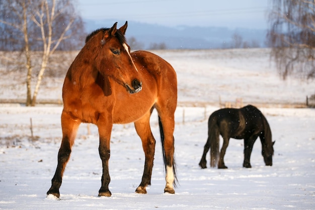 Scène rurale avec deux chevaux dans la neige par une froide journée d'hiver