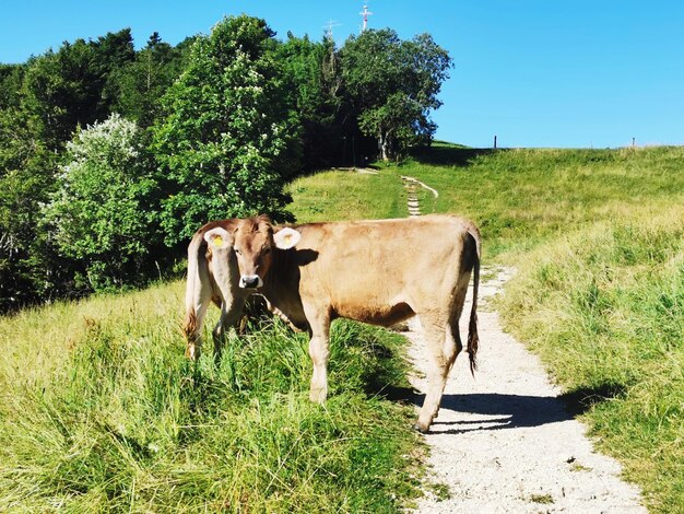 Photo scène rurale à oberdorf