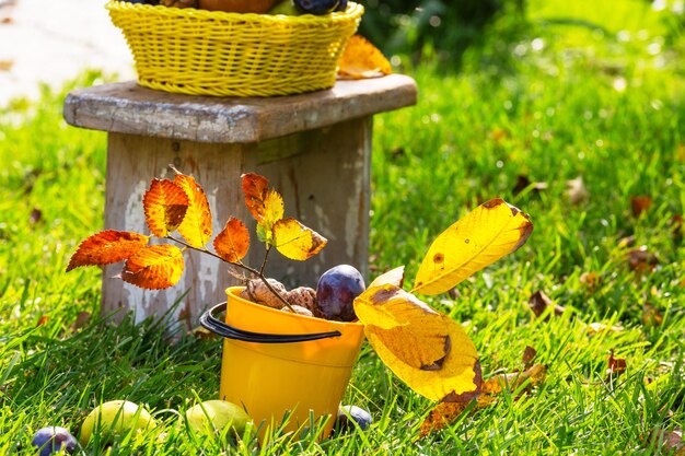 Scène de saison d'automne avec récolte de fruits et de noix dans le jardin. Beauté de l'automne.