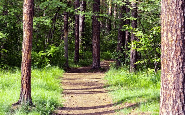 Scène de sentier forestier Chemin forestier