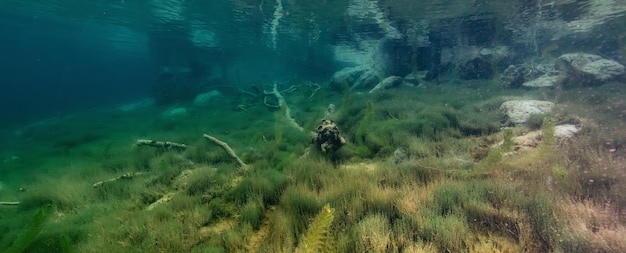 Photo scène sous-marine dans un lac en colombie-britannique au canada