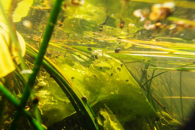 Scène sous-marine dans la rivière d'été