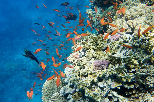 Scène sous-marine avec espace copie