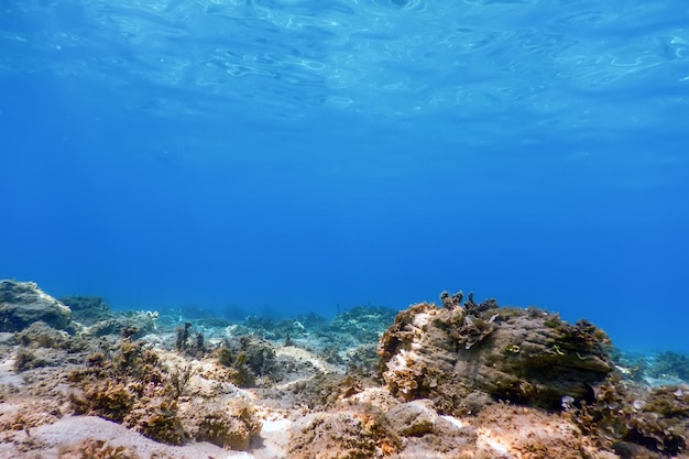 Scène sous-marine Lumière du soleil, poisson Vie sous-marine.