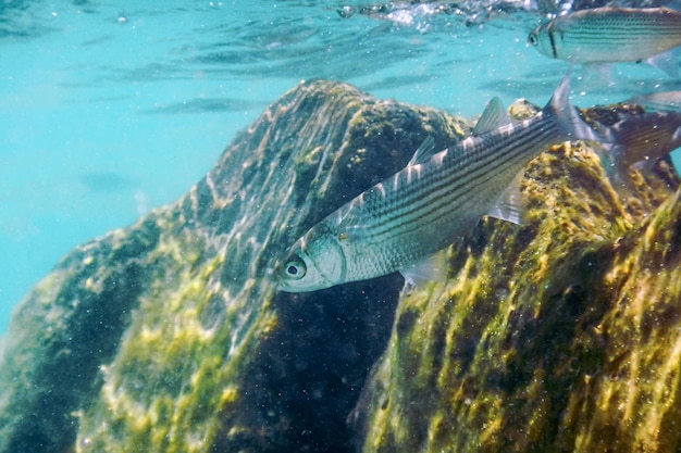 Scène sous-marine Lumière du soleil, poisson Vie sous-marine.