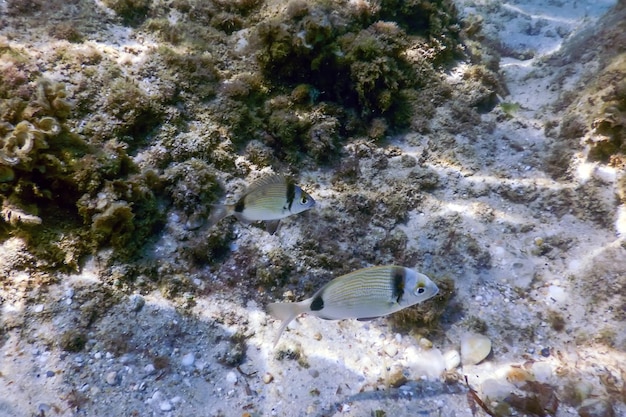 Scène sous-marine Lumière du soleil, poisson Vie sous-marine.