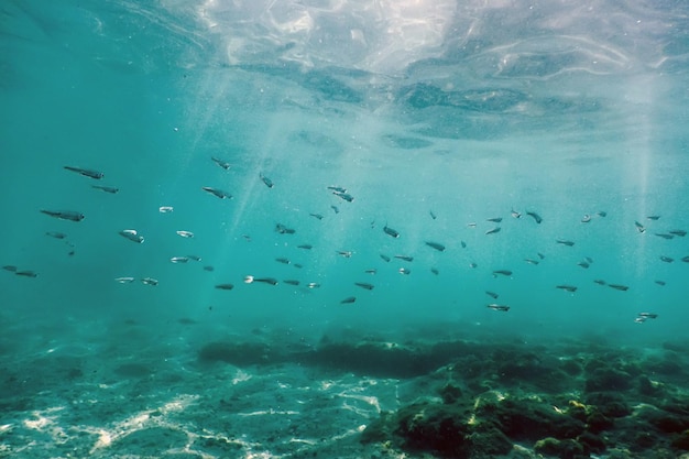 Scène sous-marine Lumière du soleil, poisson Vie sous-marine.