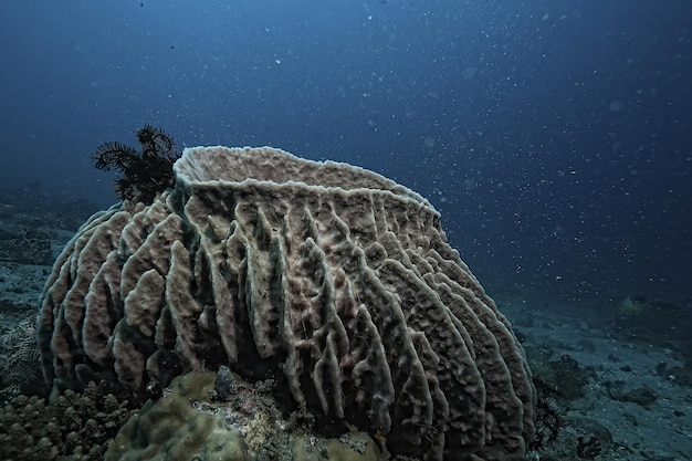 scène sous-marine / récif de corail, paysage de la faune de l'océan mondial