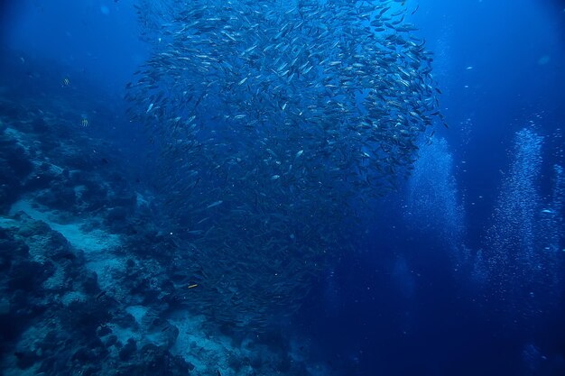 scène sous-marine / récif de corail, paysage de la faune de l'océan mondial