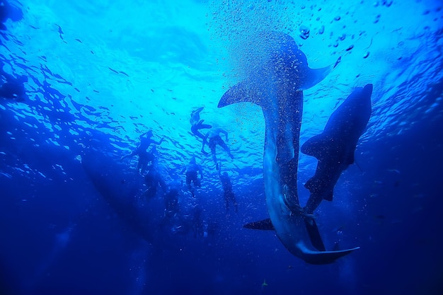 scène sous-marine / récif corallien, paysage mondial de la faune océanique