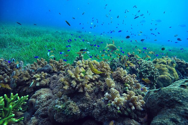 scène sous-marine / récif corallien, paysage mondial de la faune océanique