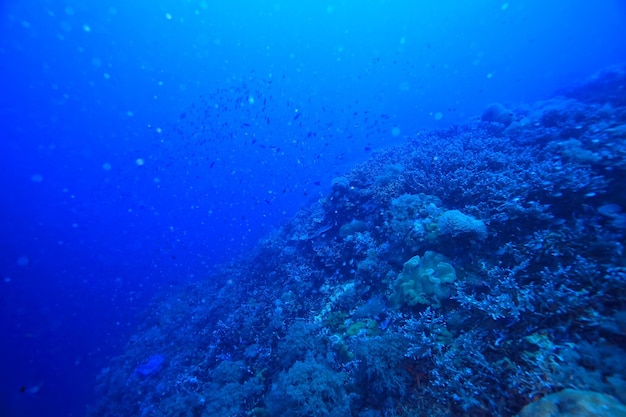 scène sous-marine / récif corallien, paysage mondial de la faune océanique