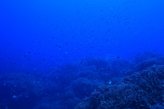 scène sous-marine / récif corallien, paysage mondial de la faune océanique