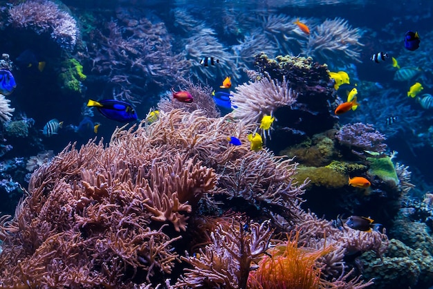 Scène sous-marine avec des récifs coralliens et des poissons tropicaux