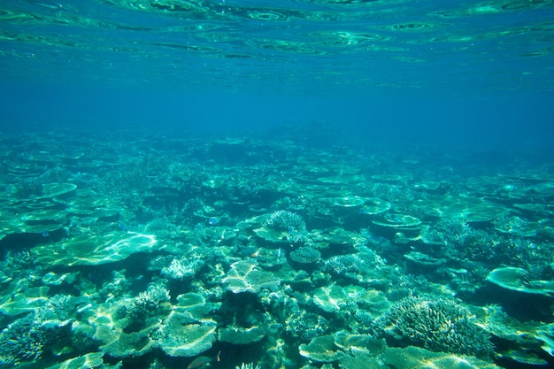 Scène sous-marine tranquille avec espace copie