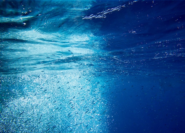 Scène sous-marine tranquille avec espace de copie