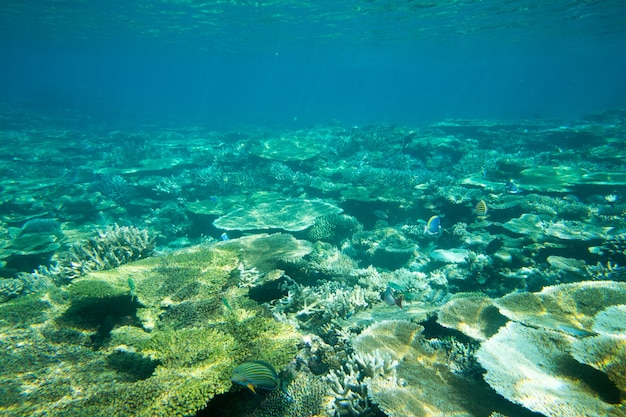 Scène sous-marine tranquille avec espace de copie