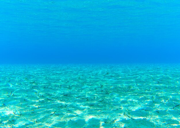 Scène sous-marine tranquille avec espace de copie