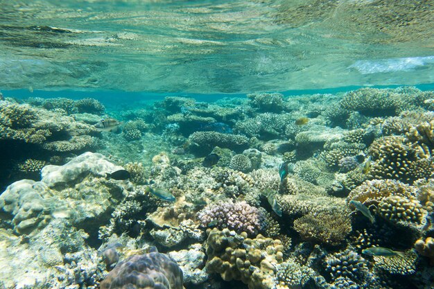 Scène sous-marine tranquille avec espace copie