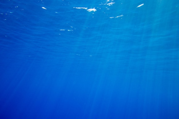 Scène sous-marine tranquille avec espace copie