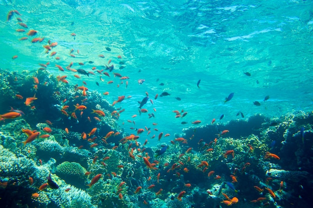 Scène sous-marine tranquille avec espace copie