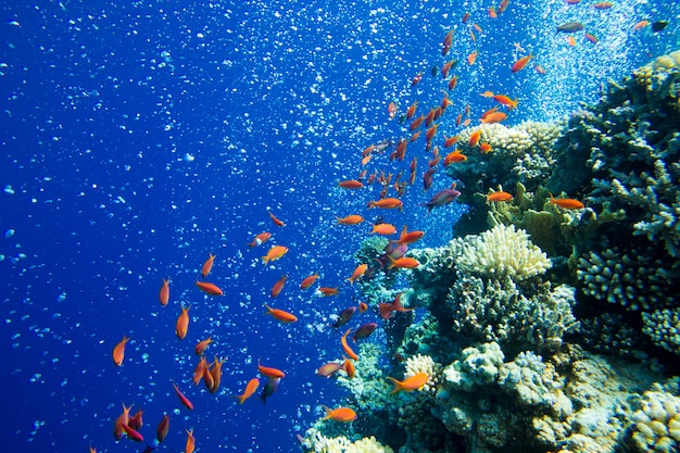 Scène sous-marine tranquille