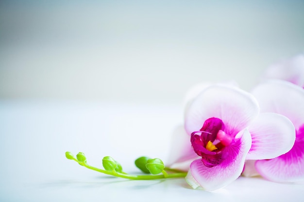 Scène de spa et de bien-être Fleur d'orchidée sur fond pastel en bois