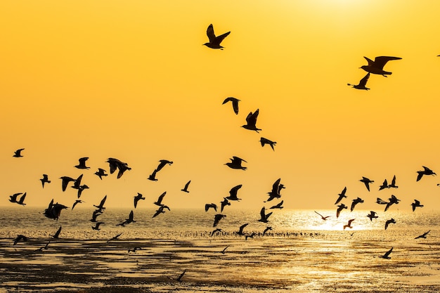 Scène tranquille avec la mouette volant au coucher du soleil