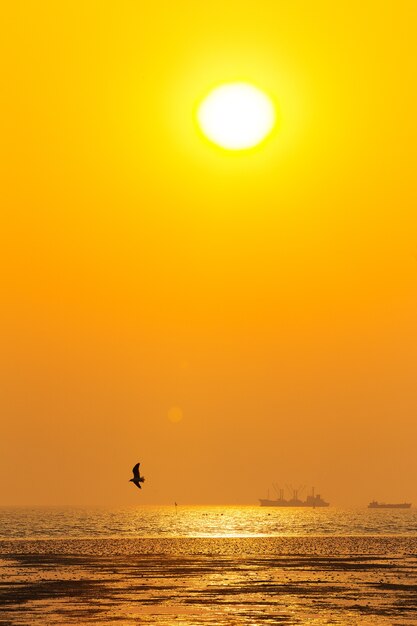 Scène tranquille avec la mouette volant au coucher du soleil