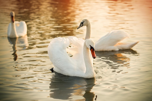 Scène de la vie des cygnes