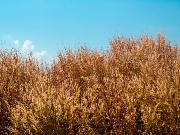 Scénique de fleur d'herbe brune naturelle soufflant avec le vent dans le champ d'herbe sur fond de ciel bleu en été.