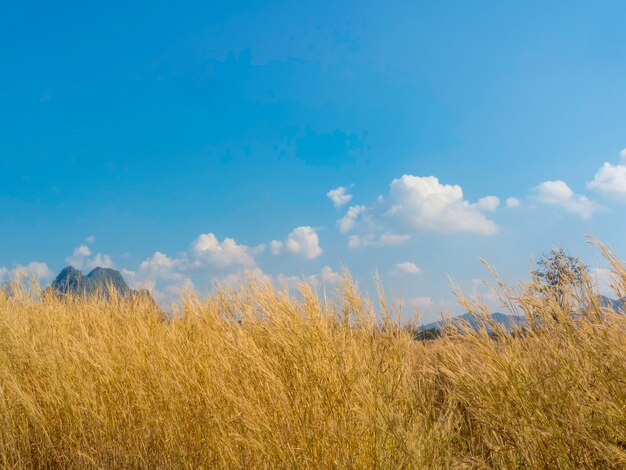 Scénique de fleur d'herbe dorée naturelle soufflant avec le vent dans le champ d'herbe sur fond de ciel bleu en été.