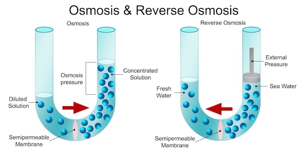 Schéma d'osmose et d'osmose inverse