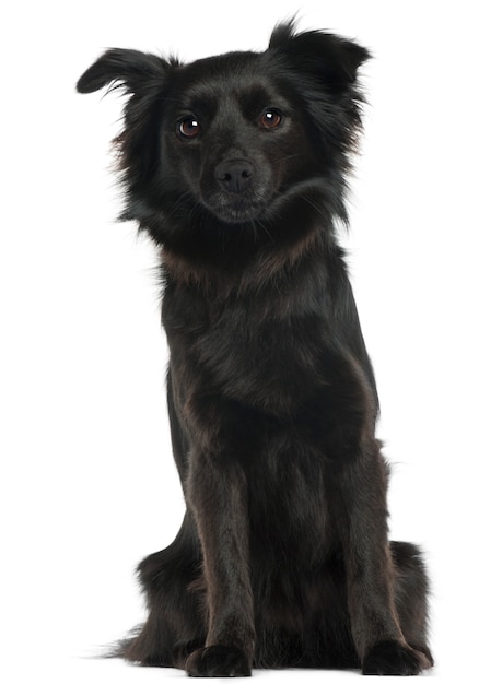 Schipperke, 3 ans, assis